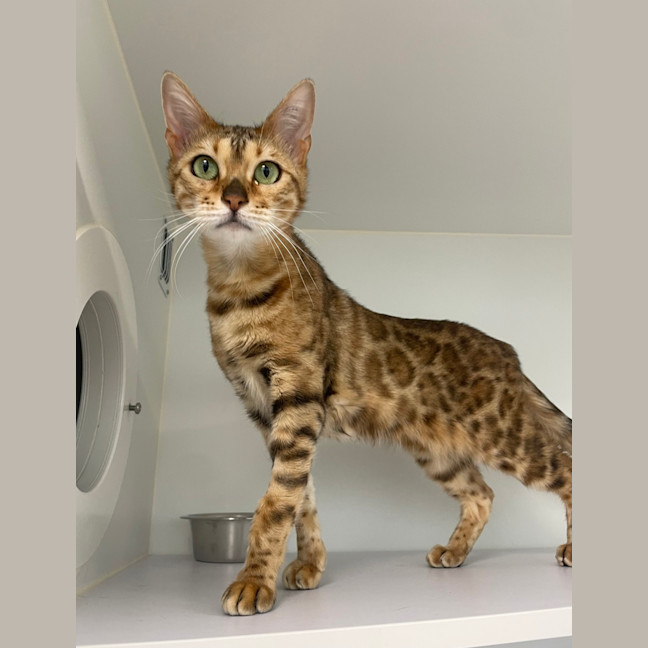 Photo of Catphrodite