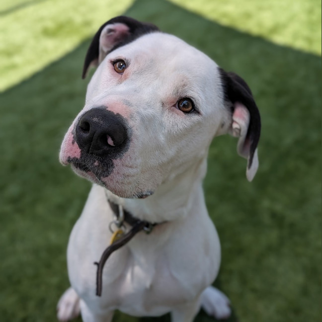 Photo of Lucky