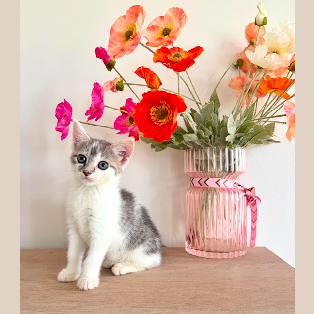 Photo of Celeste