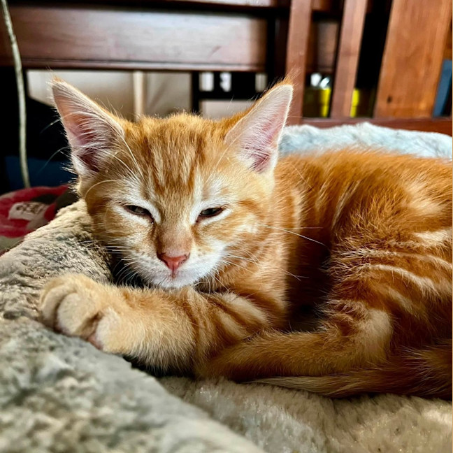 Photo of Cheezel