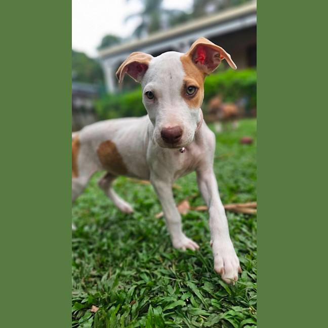 Photo of Inka