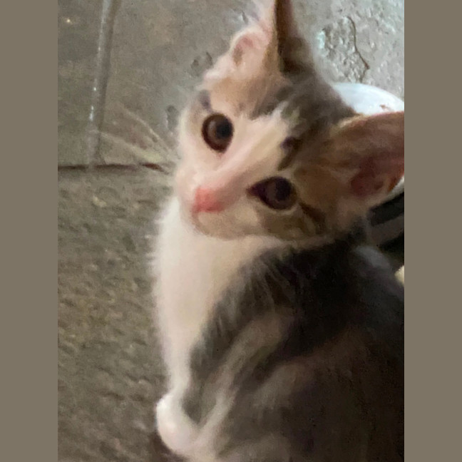 Photo of Moana   Meet Me At Petstock Chelsea