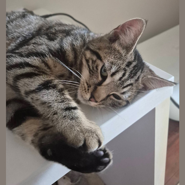 Photo of Fliss