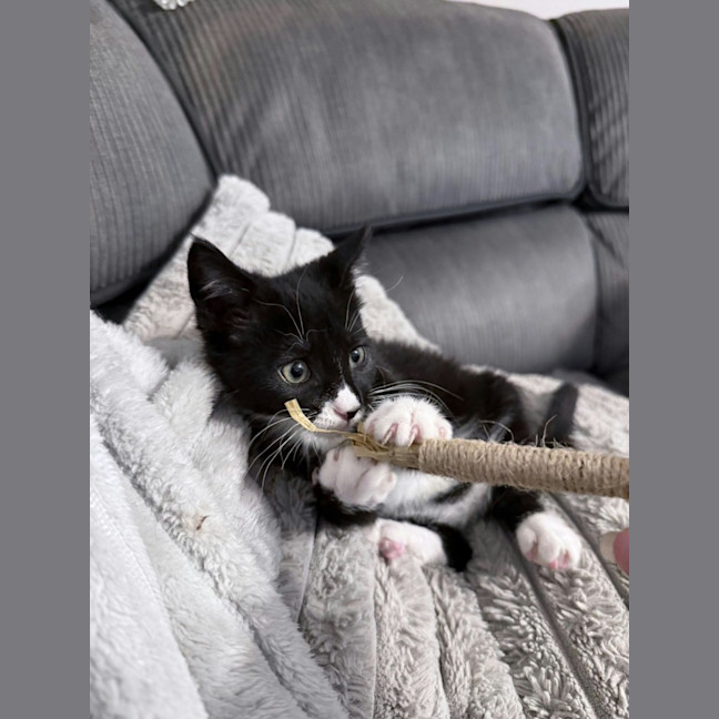 Photo of Noodle *9 Lives Project Rescue*