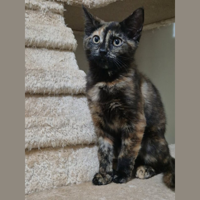 Photo of Martini