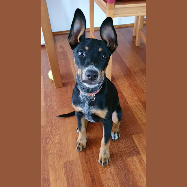 Photo of Roxy
