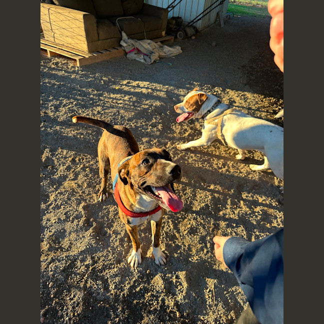 Photo of Butch