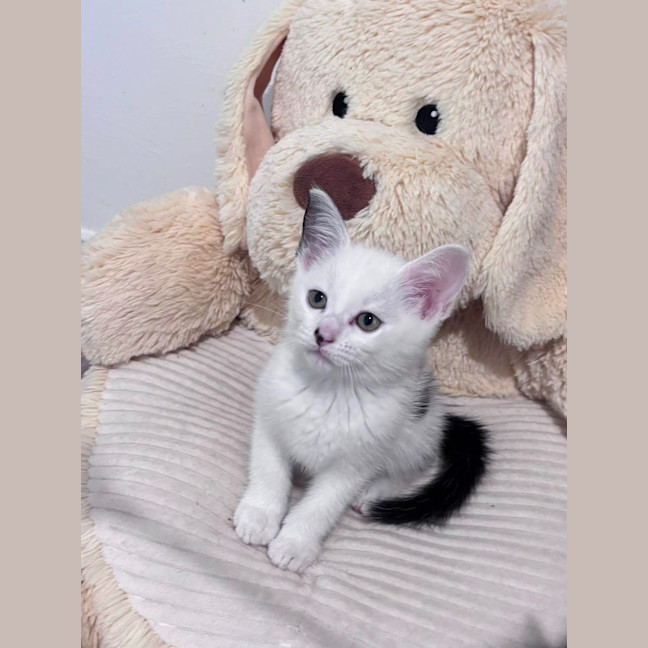 Photo of Odin