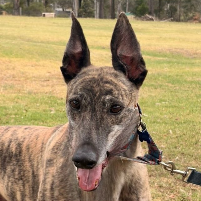 Photo of Pecco The Greyhound