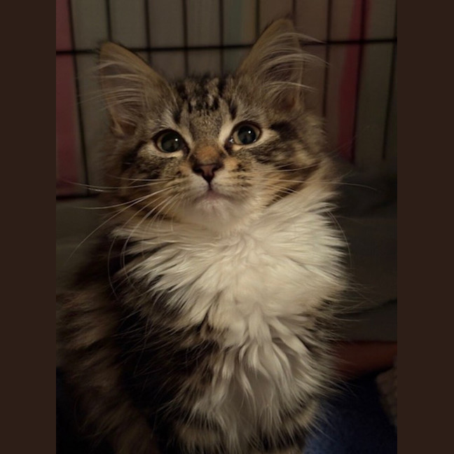 Photo of Biscuit