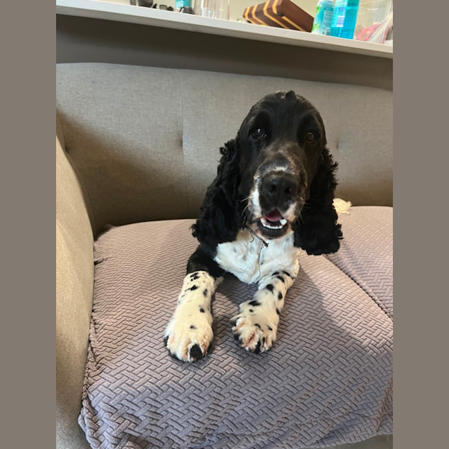 Photo of Archie Archie Archie! 