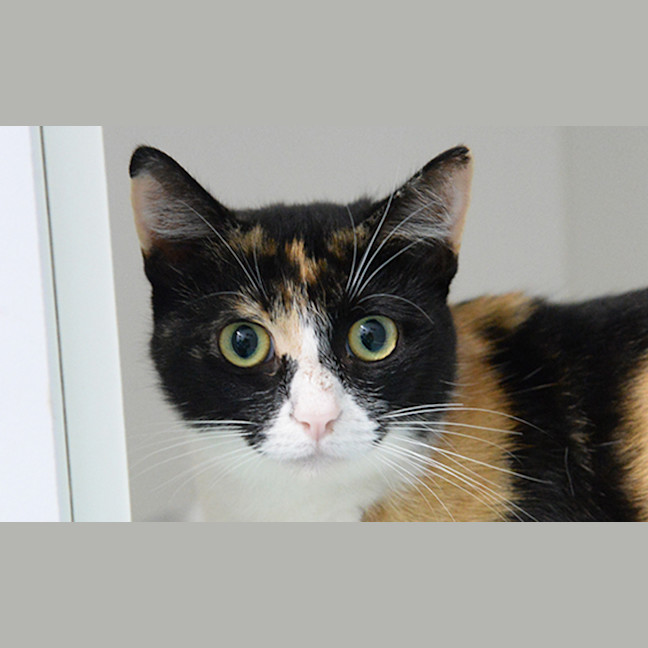 Photo of Nala