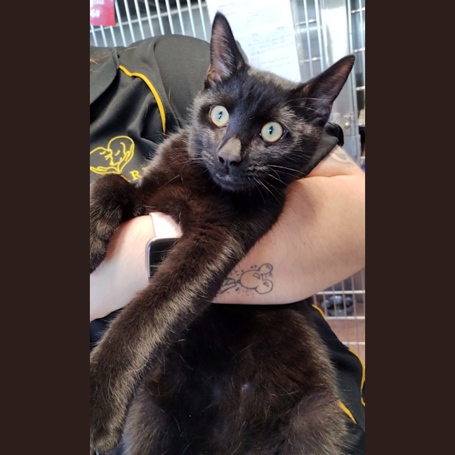 Photo of Ace   Now Available At Pet Quarters Morisset