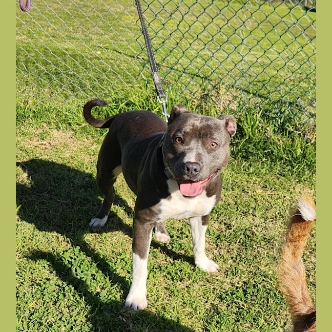 Photo of Violet (66790)