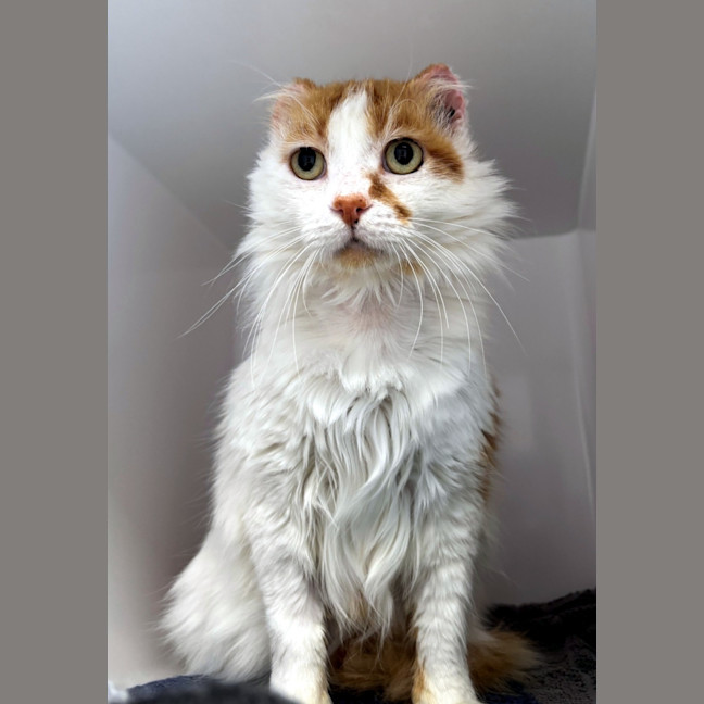 Photo of Ginger Rsua014051