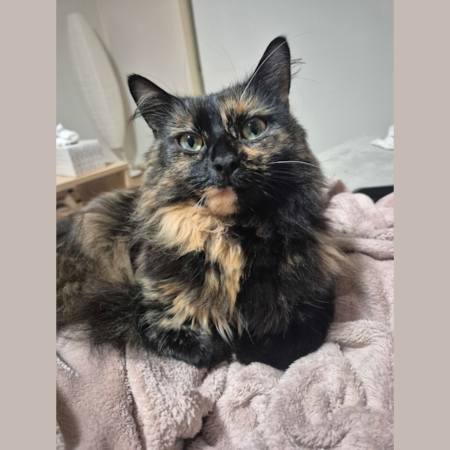 Photo of Bella