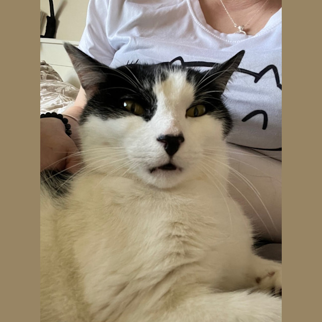 Photo of Owen *9 Lives Project Rescue*