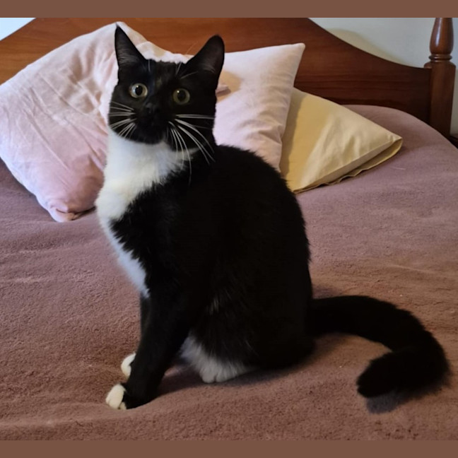 Photo of Edvin **2nd Chance Cat Rescue**