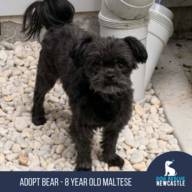 Photo of Bear   8 Year Old Maltese