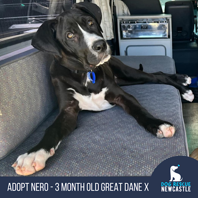 Photo of Nero   3 Month Old Great Dane X (Trial)