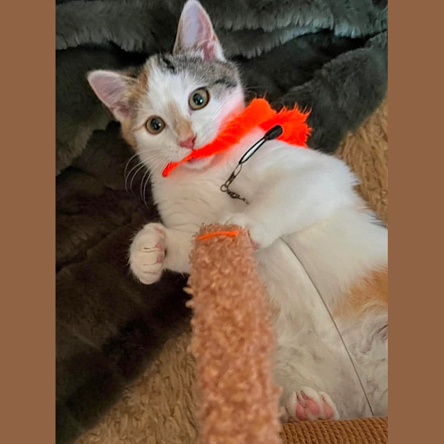 Photo of Callie