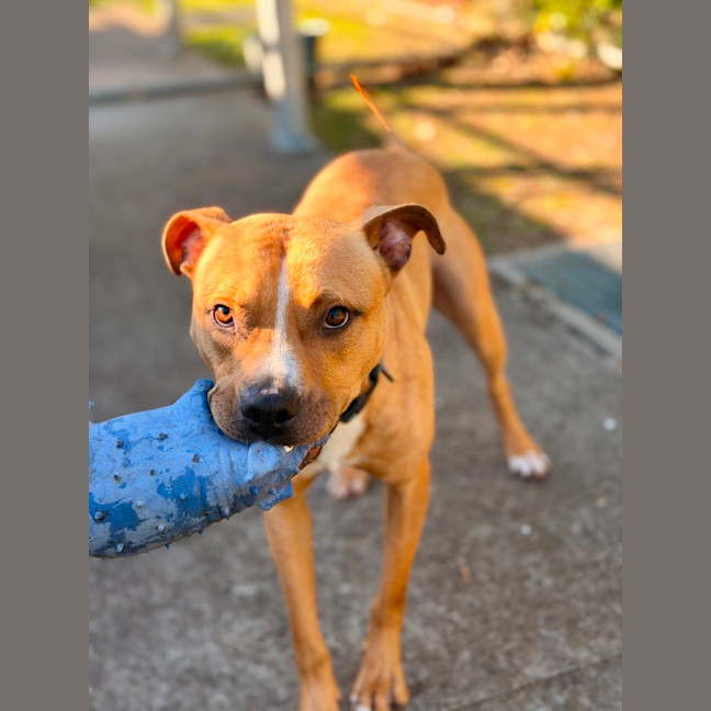 Photo of Bowser