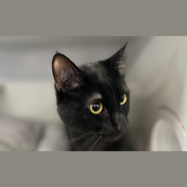 Photo of Talon