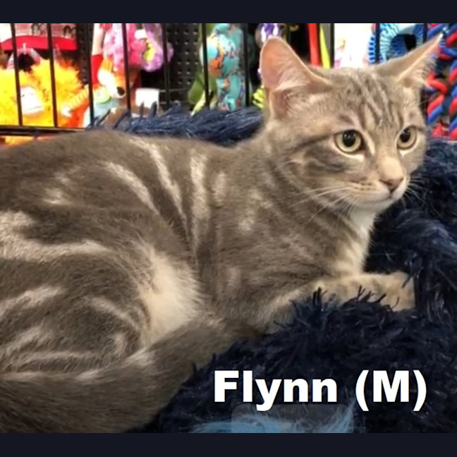 Photo of Flynn