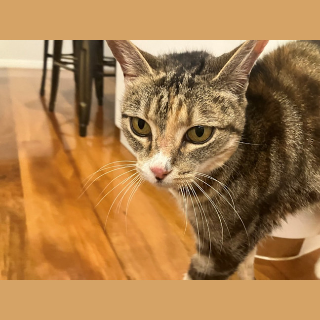 Photo of C1518 Mochi