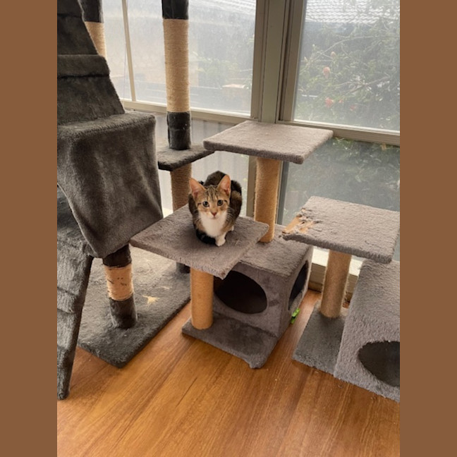 Photo of Skittles   5 Month Old Domestic Short Hair (Trial)