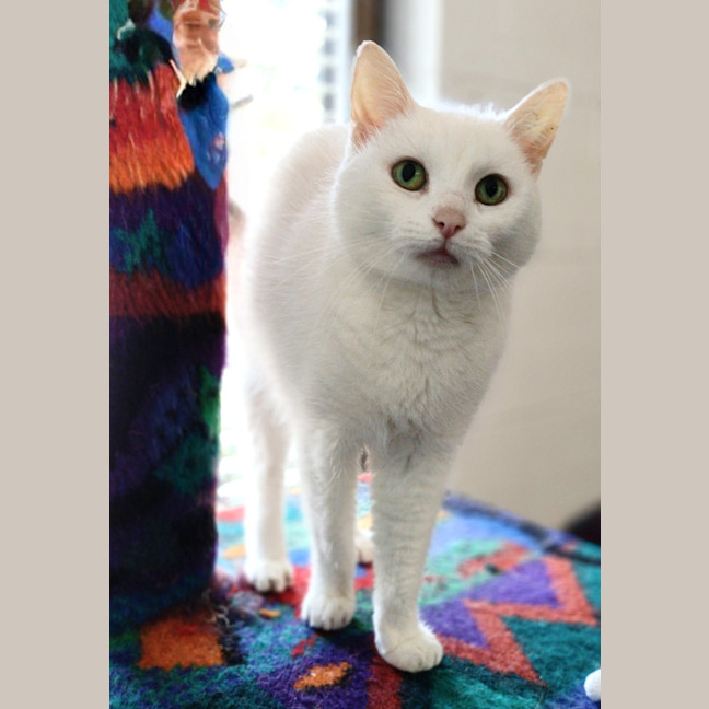Photo of Gypsy