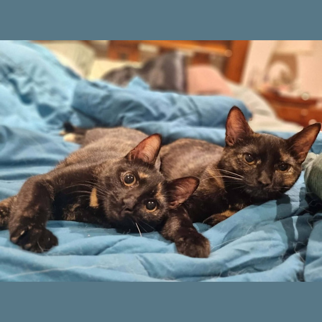 Photo of Stevie & Nyx