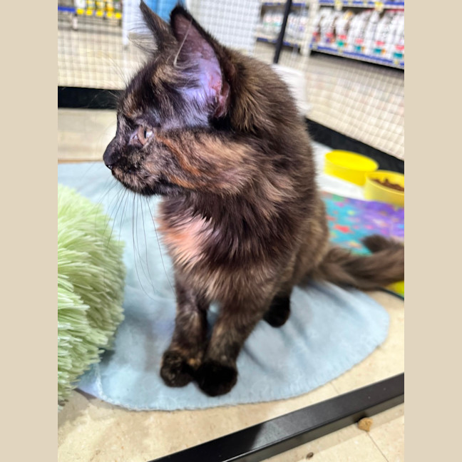 Photo of Kitsu *9 Lives Project Rescue*