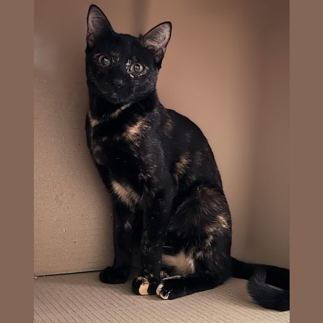 Photo of Mocha
