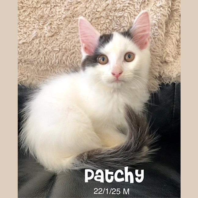 Photo of Patchy