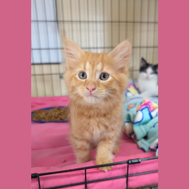 Photo of Mischief