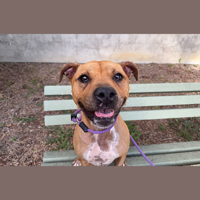 Photo of Buddy
