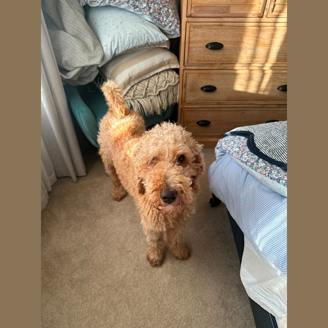 Photo of Pierre   6 Year Old Groodle