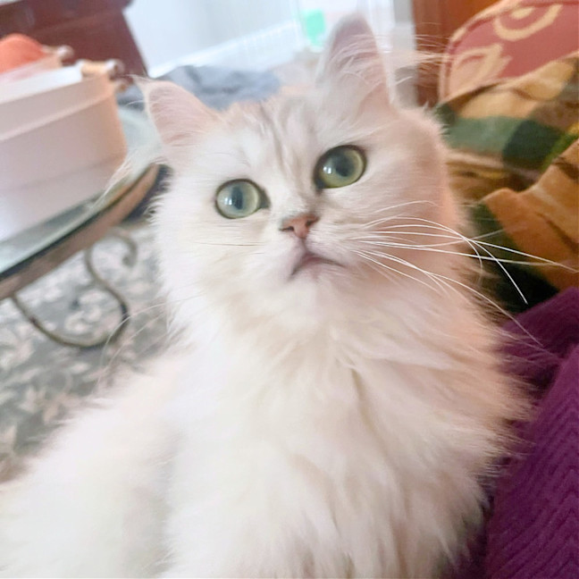Photo of 🏵️dahlia🏵️