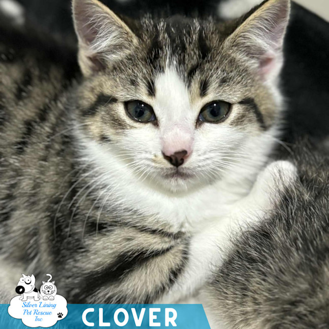 Photo of Clover