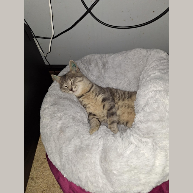 Photo of Biscuits (Was Rueben)