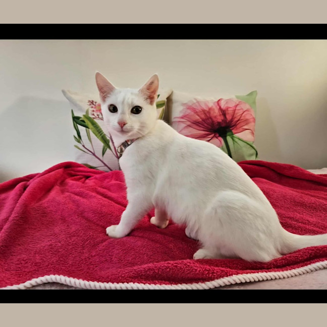 Photo of Marshmallow