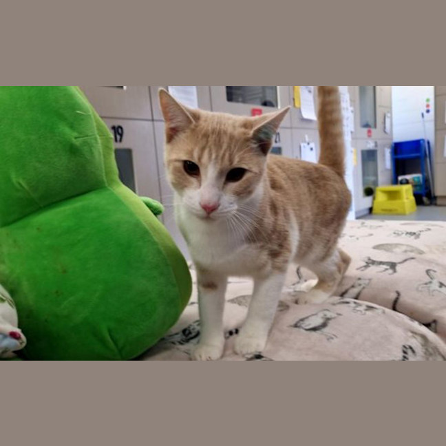 Photo of Felix