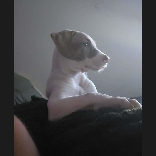 Photo of Little Tee