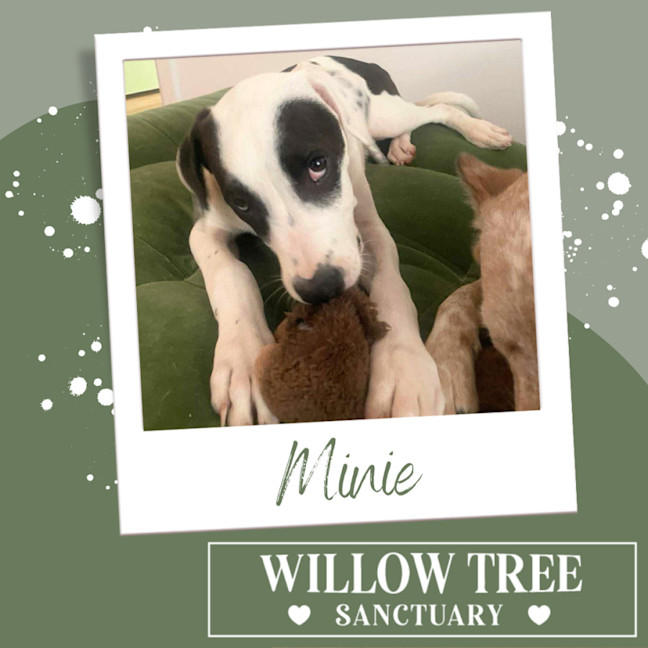 Photo of Minie
