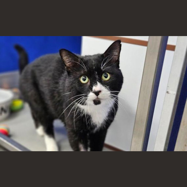 Photo of Oreo