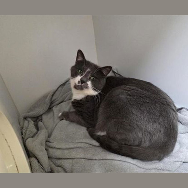 Photo of Jiggly Puff