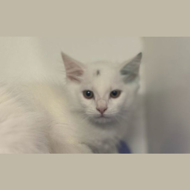 Photo of Flint