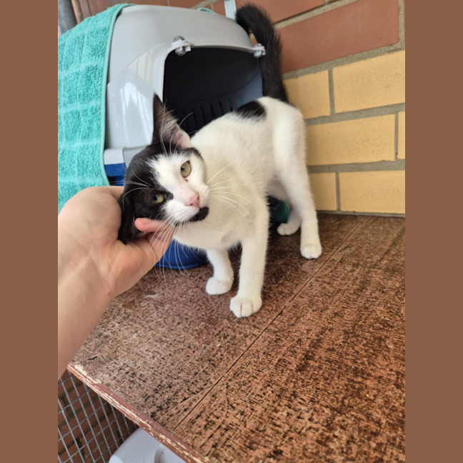 Photo of Cowgirl! 🤠