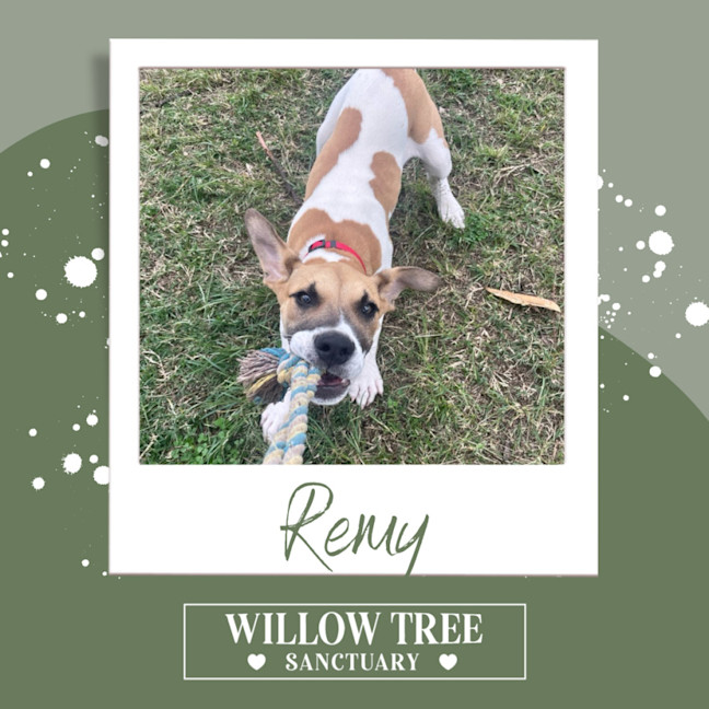 Photo of Remy 
